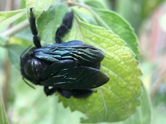Xylocopa fimbriata