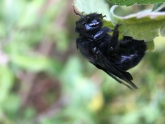 Xylocopa fimbriata