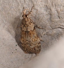 Eudonia subditella