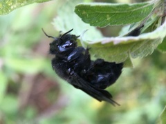 Xylocopa fimbriata