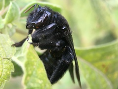 Xylocopa fimbriata
