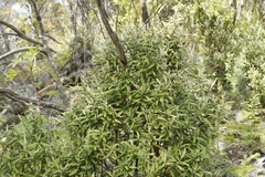 Corokia buddleioides buddleioides