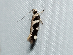 Macrobathra bigerella