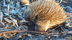 Tachyglossus aculeatus multiaculeatus