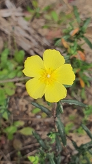 Cistus calycinus