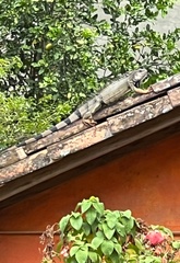 Iguana iguana