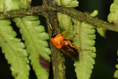 Pachylostictinae
