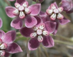 Asclepias eastwoodiana