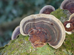 Microporus affinis