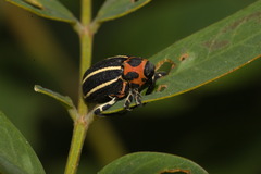 Neodiplogrammus quadrivittatus