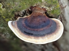Microporus affinis
