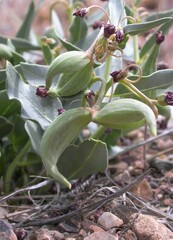 Asclepias eastwoodiana