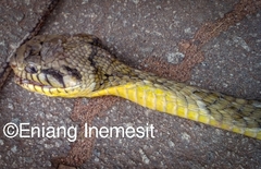 Toxicodryas blandingii