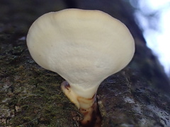 Microporus affinis