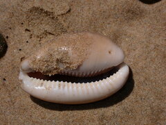 Lyncina vitellus