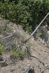 Hesperoyucca whipplei