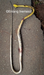 Toxicodryas blandingii