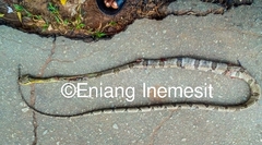 Toxicodryas blandingii