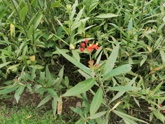 Asclepias curassavica
