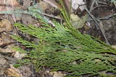 Calocedrus decurrens