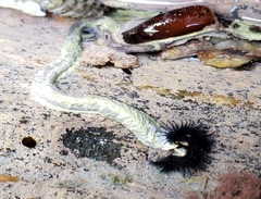 Spirobranchus cariniferus