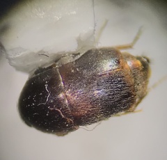 Tachyporinae