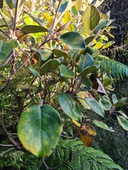 Brachyglottis rotundifolia