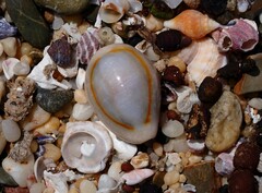 Monetaria annulus