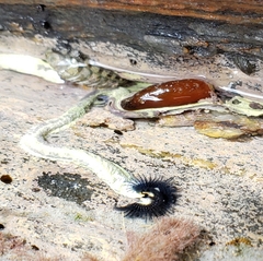 Spirobranchus cariniferus