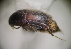 Tachyporinae