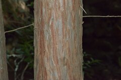 Calocedrus decurrens