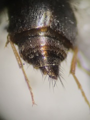 Tachyporinae