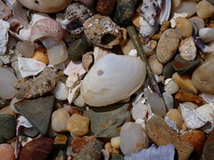 Mactrotoma antecedens