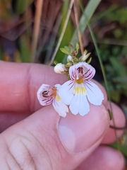 Euphrasia cuneata