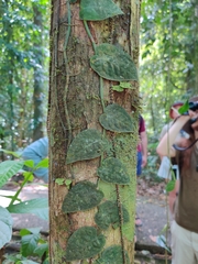 Monstera dubia image