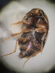 Tachyporinae