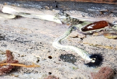 Spirobranchus cariniferus