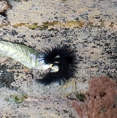 Spirobranchus cariniferus