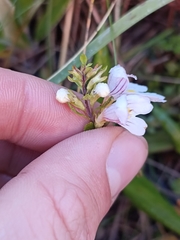 Euphrasia cuneata