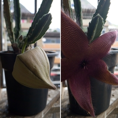 Stapelia grandiflora