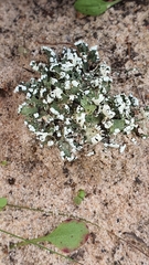 Cladonia foliacea