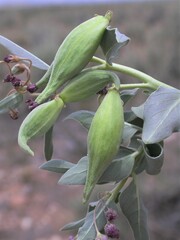 Asclepias eastwoodiana