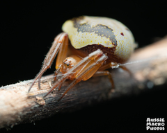 Araneus cyrtarachnoides
