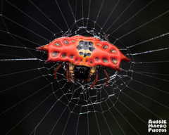 Gasteracantha quadrispinosa