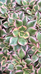 Sempervivum tectorum