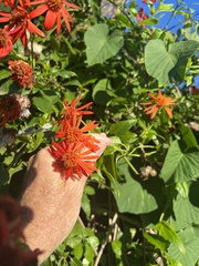 Pseudogynoxys chenopodioides