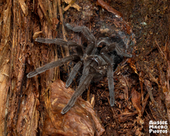 Selenocosmiinae