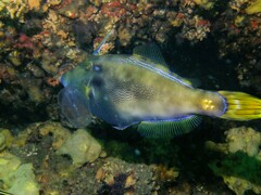 Meuschenia trachylepis