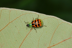 Diabrotica limitata