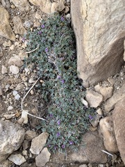 Astragalus kentrophyta tegetarius